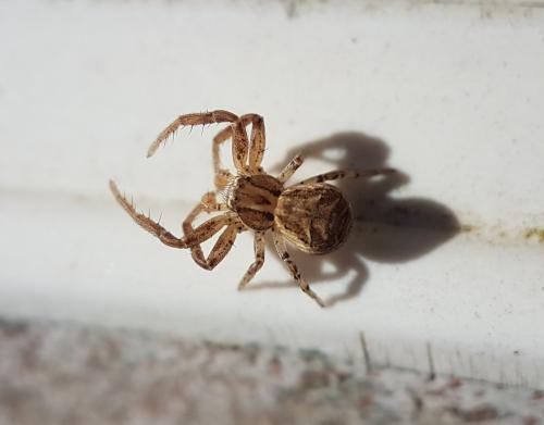 Xysticus sp.